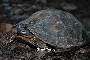 Gaint Turtle_Jan09_Hadrin
